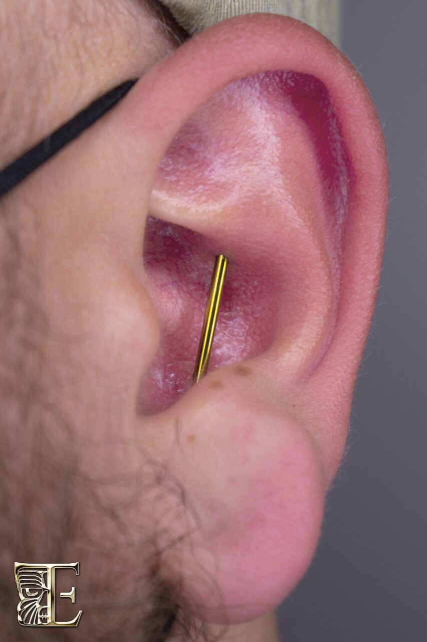 Close-up photo of an industrial barbell passing through the back of the upper ear and exiting through the front of the conch, creating the illusion of a bar emerging from the conch, professionally pierced at Tribal Expression in Calgary