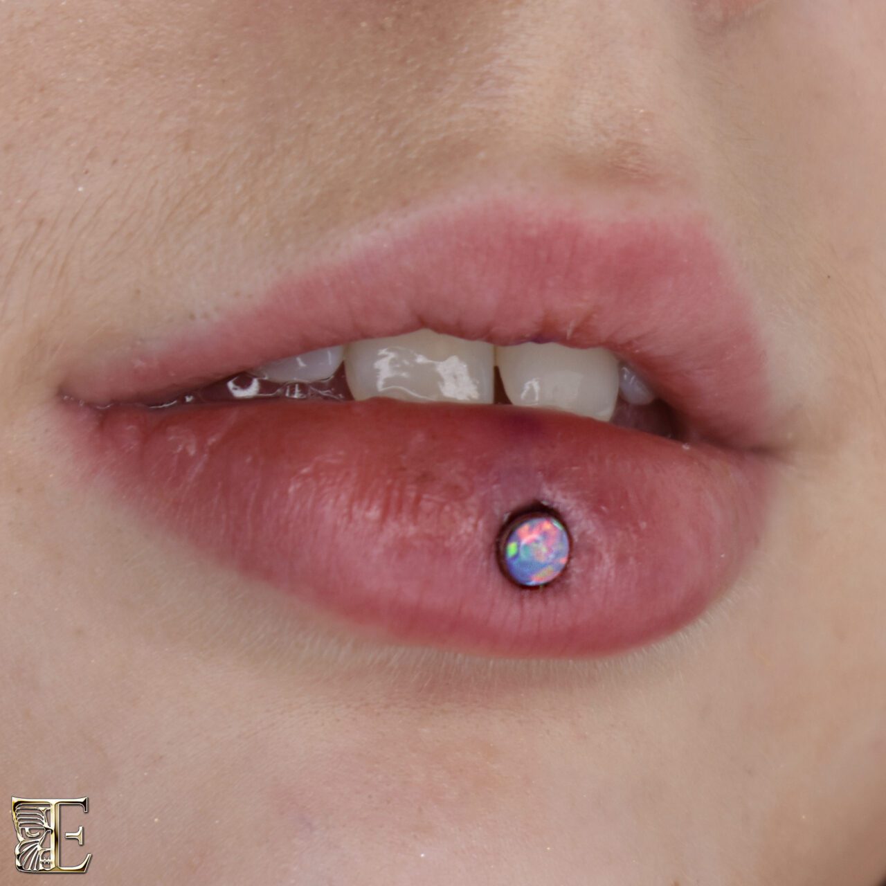 Beautiful Ashley Piercing (Inverse Vertical Labret) – Tribal Expression Calgary Forward-facing close-up of a beautifully centered Ashley piercing (inverse vertical labret) on the lower lip with a smooth stud, professionally done at Tribal Expression in Calgary